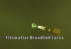 Flyswatter Broodling Larvac2.png